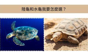 烏龜有雞雞嗎|【養烏龜懶人包】：從新手到專家，1篇就搞定